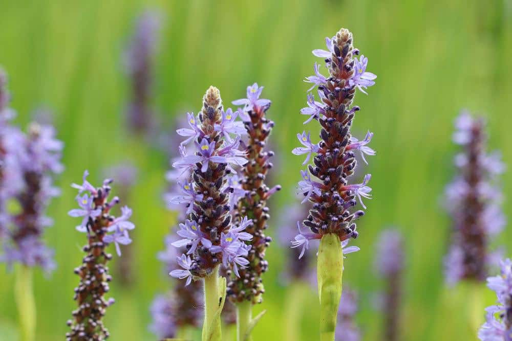 Herzblättriges Hechtkraut, Pontederia cordata