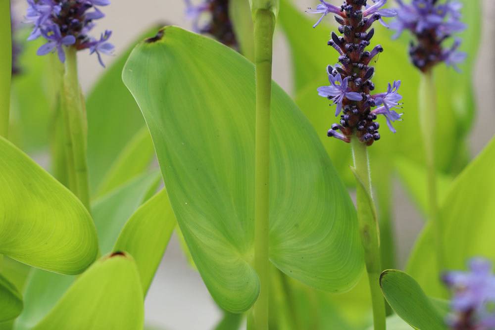 Pontederia cordata mit dunkelgrünen, großen Blättern