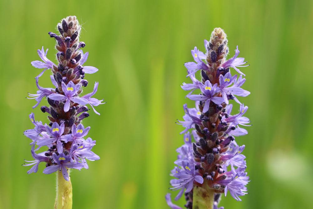 Pontederia cordata blüht von Juli bis August