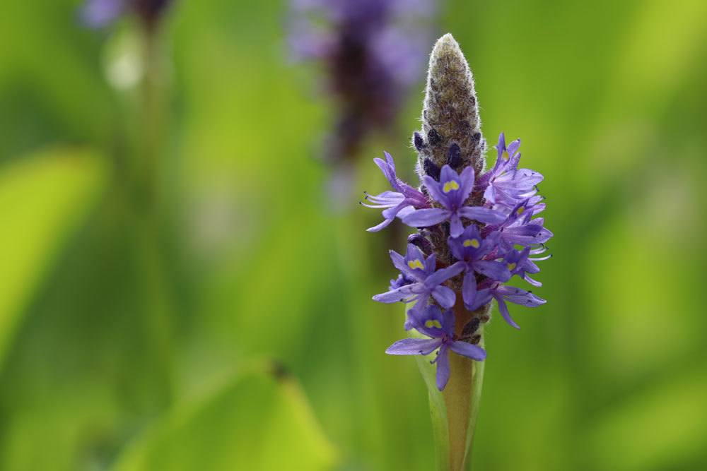 Herzblättriges Hechtkraut mit violett-blauen kleinen Blüten