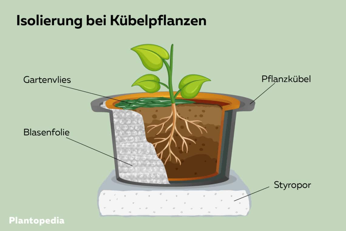 Isolierung für den Winter bei Kübelpflanzen