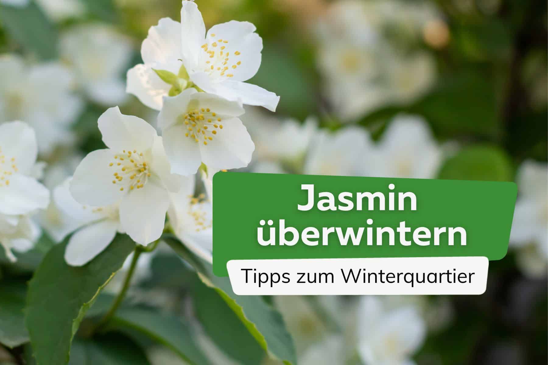 Jasmin überwintern Titel