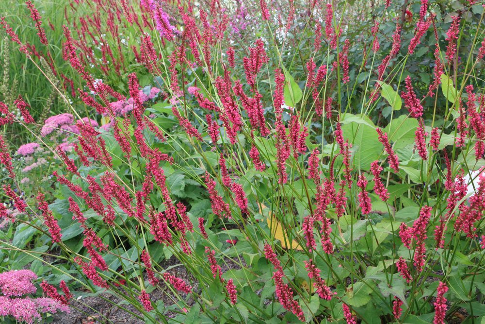 Kerzenknöterich, Bistorta amplexicaulis