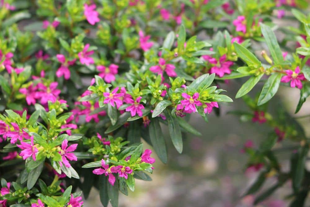 Cuphea hyssopifolia, Japanische Scheinmyrthe