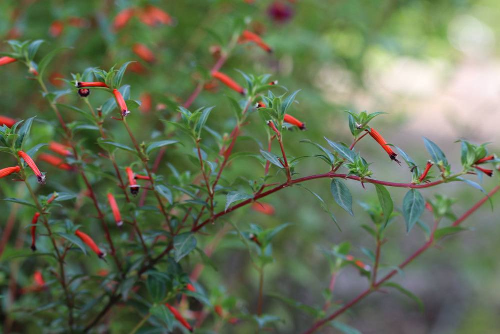 Cuphea ignea, Zigarettenblümchen, Zigarettenblume