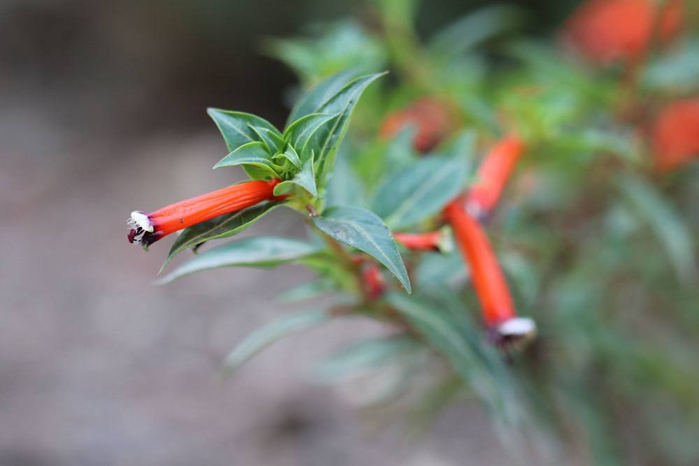 Cuphea ignea, Zigarettenblümchen, Zigarettenblume