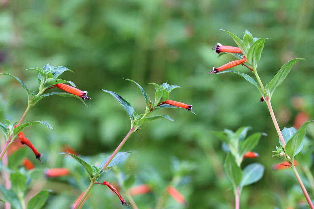 Cuphea ignea, Zigarettenblümchen, Zigarettenblume