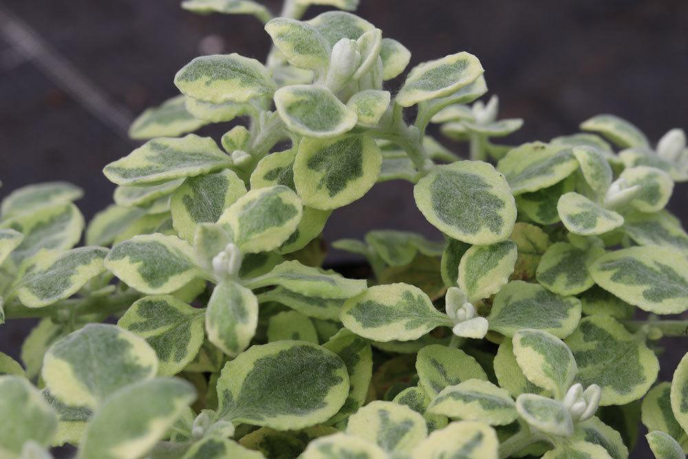 Helichrysum petiolare mit wollig-filzigen Blättern