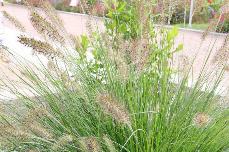 Winterharte Gräser 50 Ziergräser für Garten und BalkonKübel