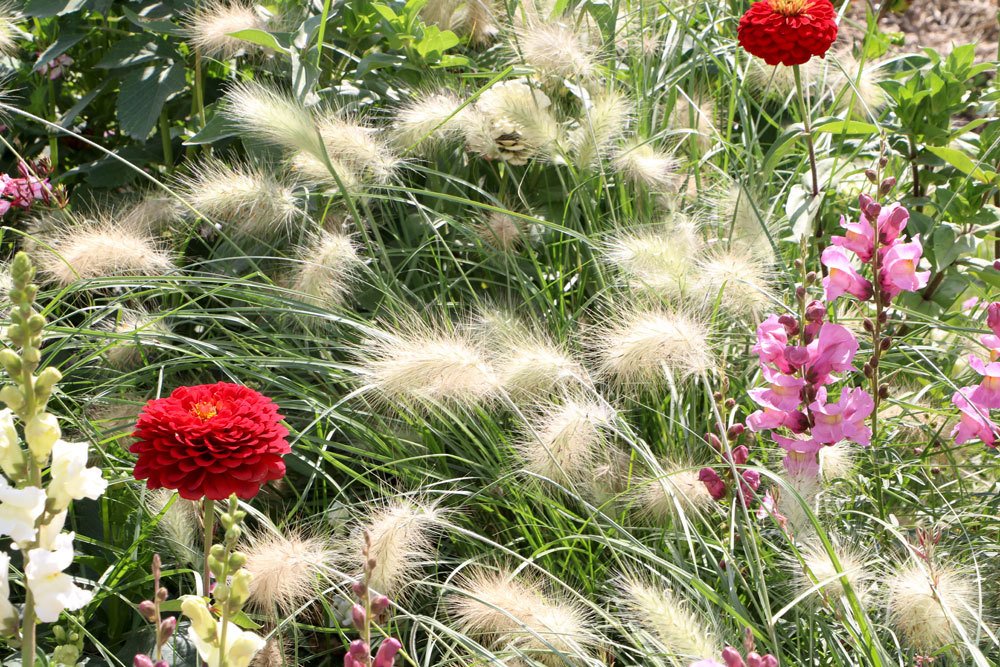 Lampenputzergras auch für Kübel und Terrasse geeignet