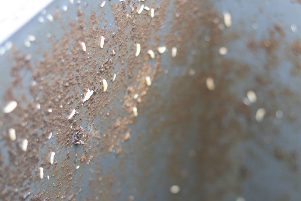 Maden in der Biotonne haben verschiedene Ursachen