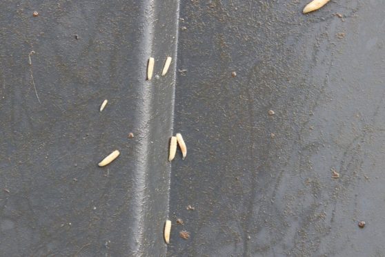 Maden Insect Maden in Wohnung und Küche bekämpfen: 9 wirksame Hausmittel