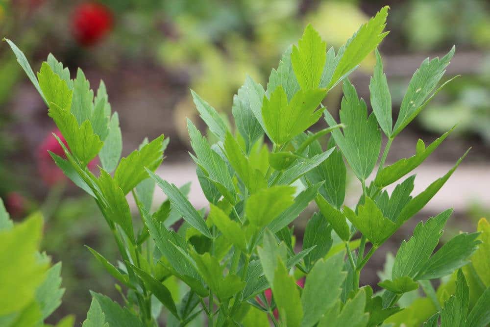 Levisticum officinale, Liebstöckel, Maggikraut