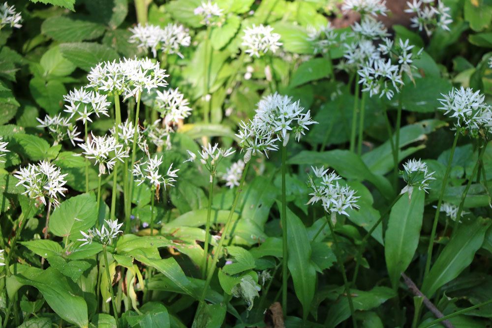 Allium ursinum, Bärlauch