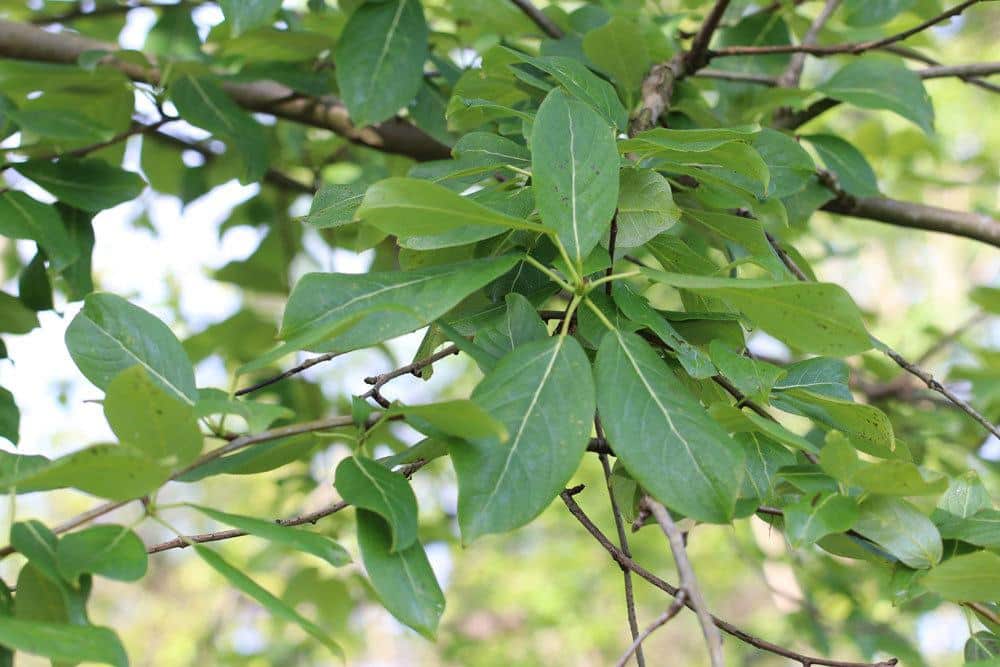 Populus koreana, Koreanische Balsam-Pappel