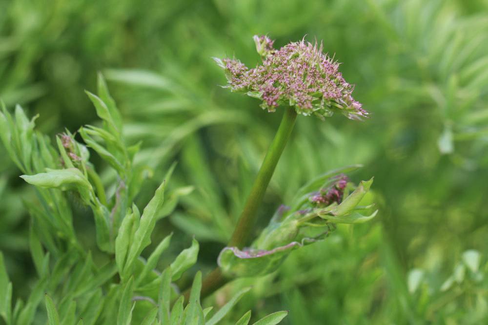 Laserpitium siler, Bergkümmel