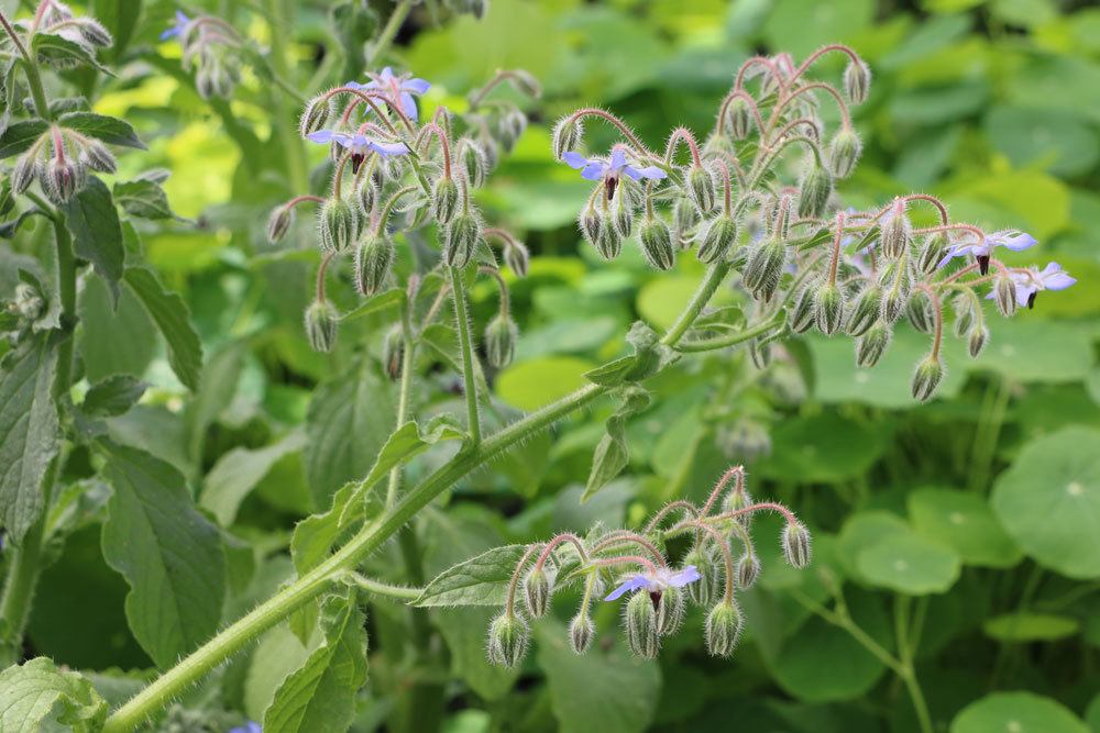 Borago officinalis, Borretsch