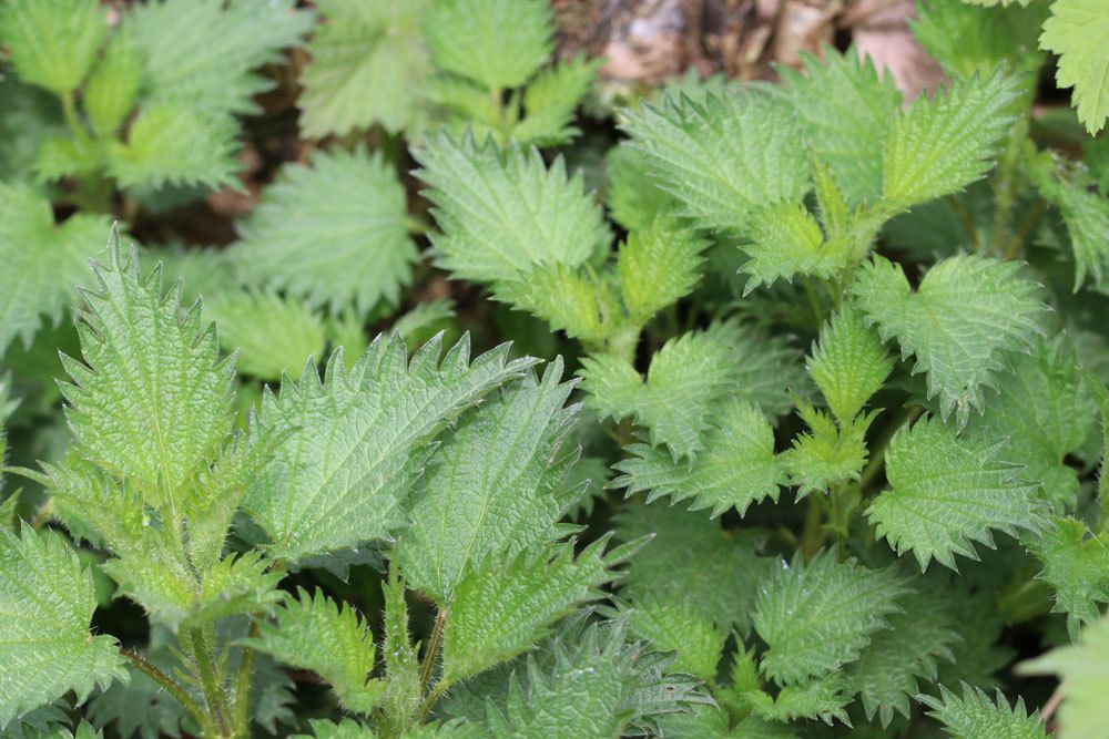 Urtica, Brennnesseln