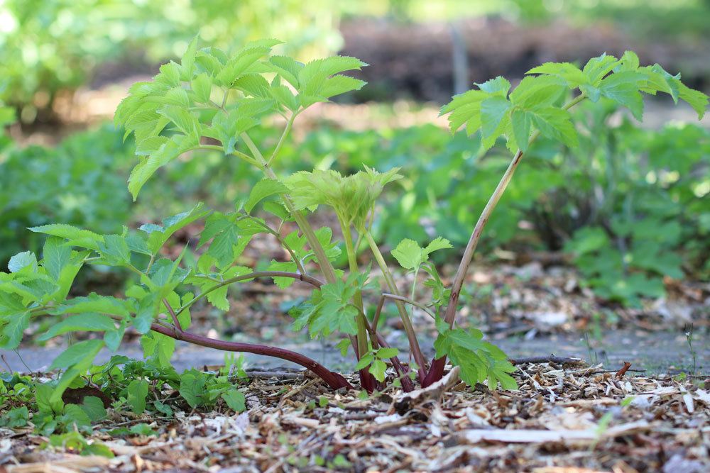 Angelica archangelica, Arznei-Engelwurz, Echter Engelwurz