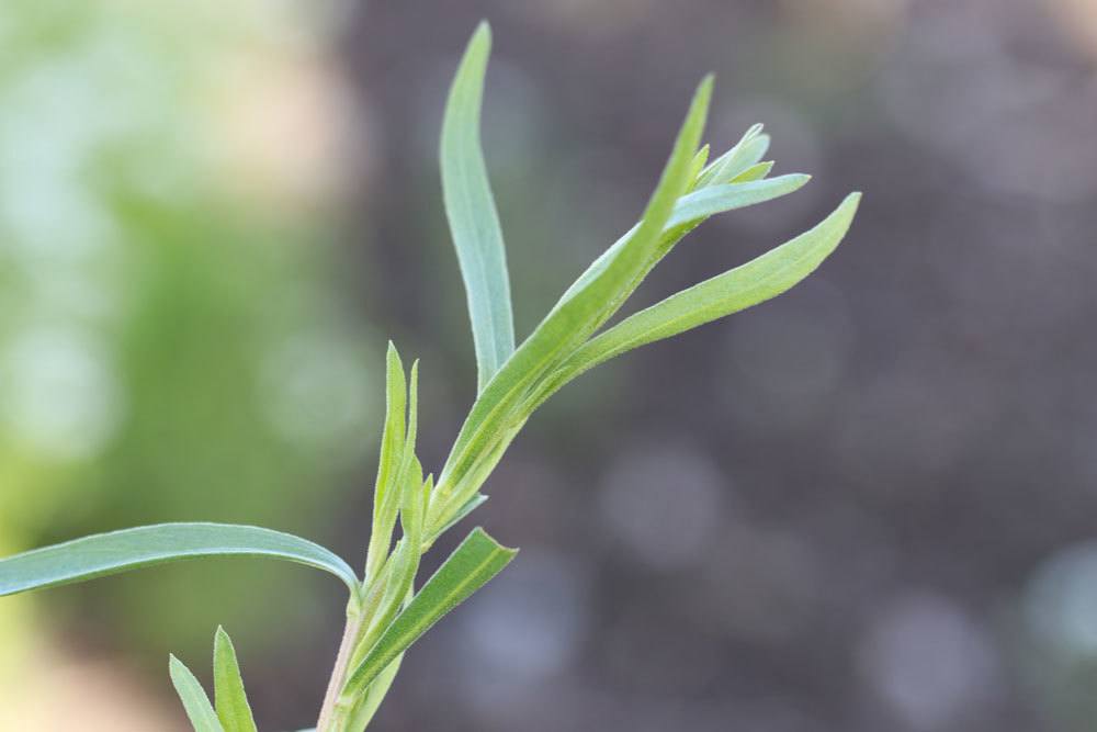 Artemisia dracunculus, Estragon