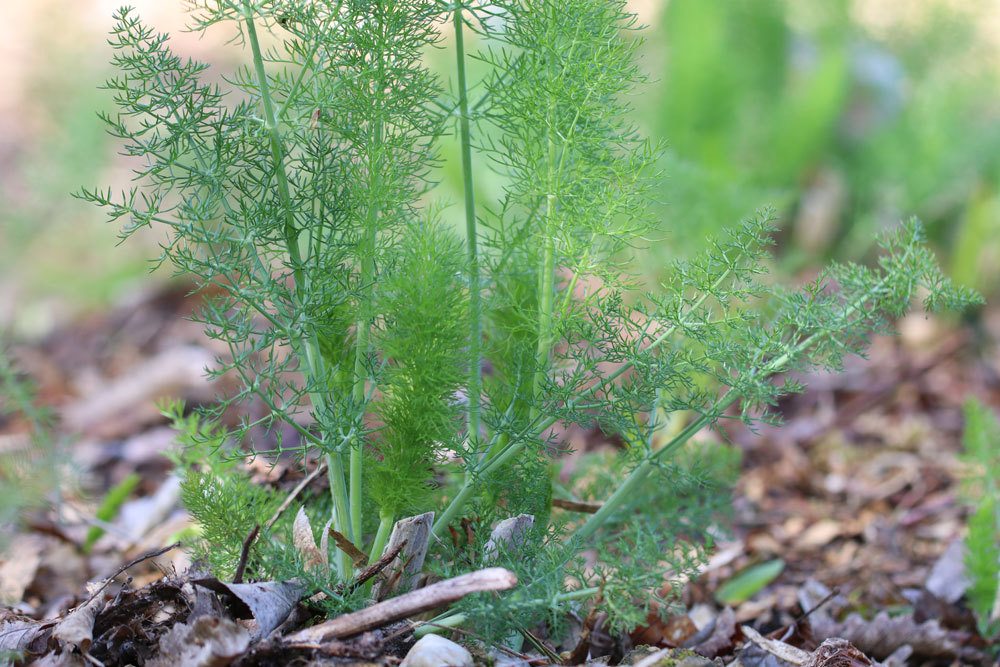 Foeniculum vulgare, Fenchel