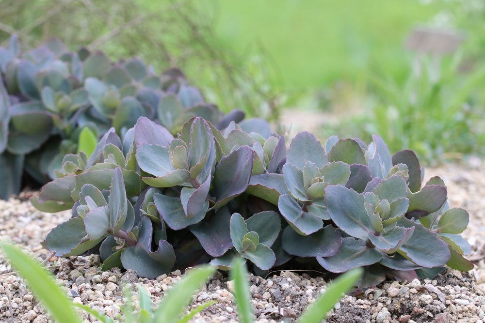 Sedum telephium Xenox, Hohe Fetthenne, Garten-Fettblatt