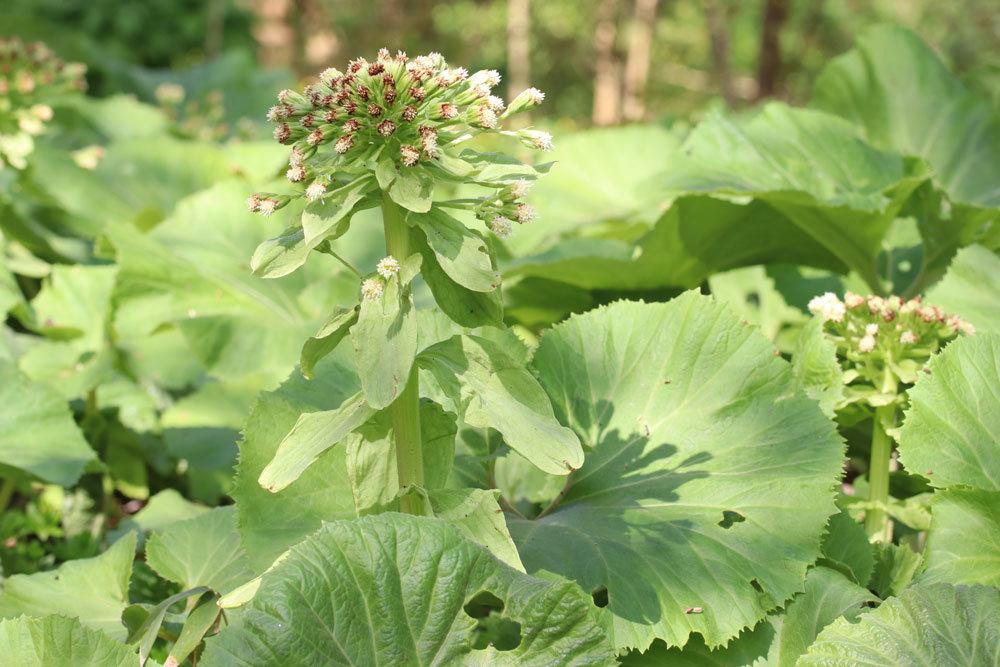 Petasites japonicus, Japanische Pestwurz, Fuki