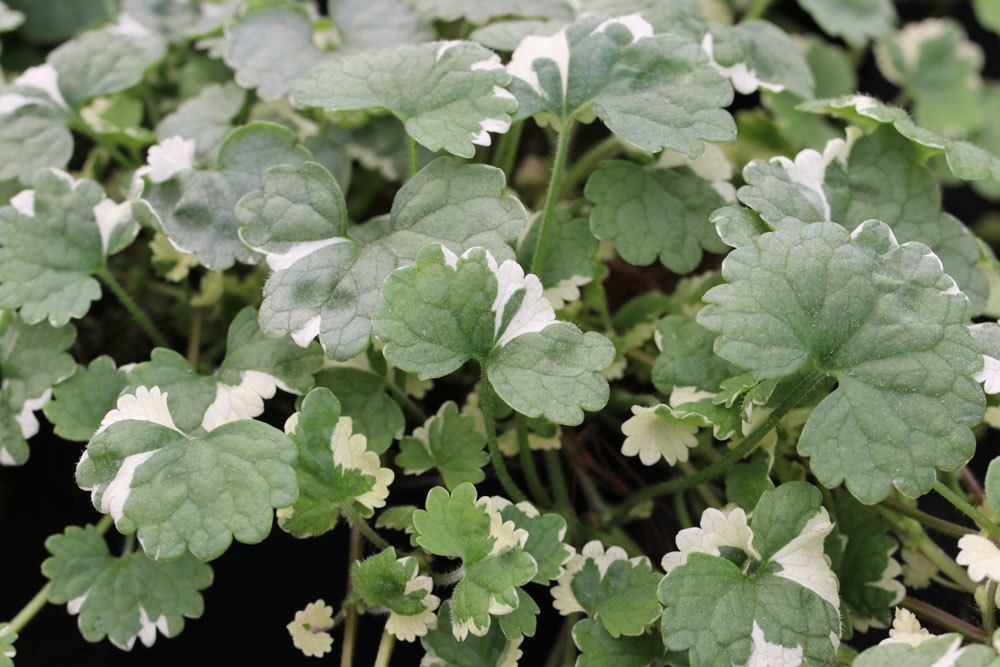 Glechoma hederacea, Gundermann