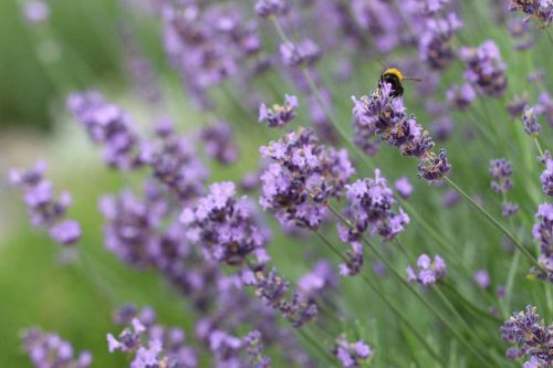 Lavandula angustifolia, Lavendel