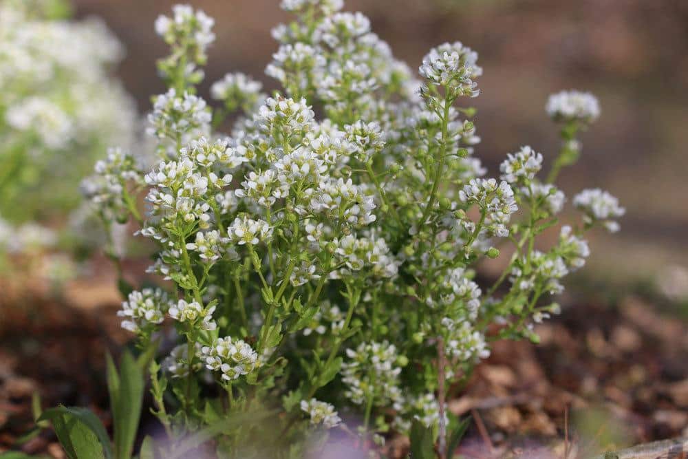 Cochlearia officinalis, Echtes Löffelkraut