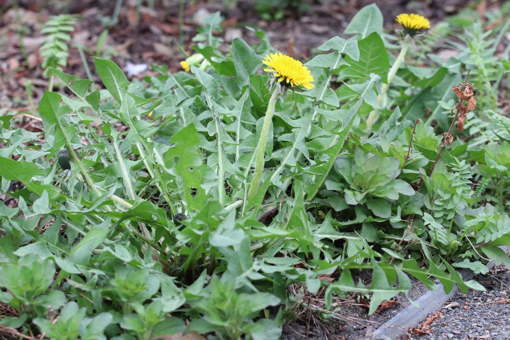 Taraxacum sect. Ruderalia, Löwenzahn