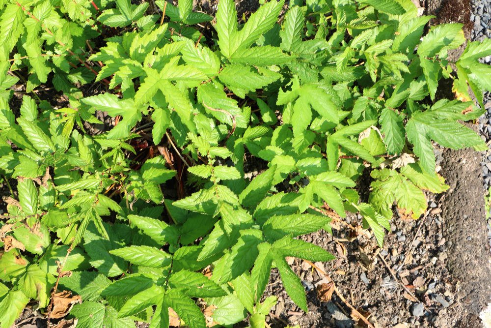 Filipendula ulmaria, Echtes Mädesüss