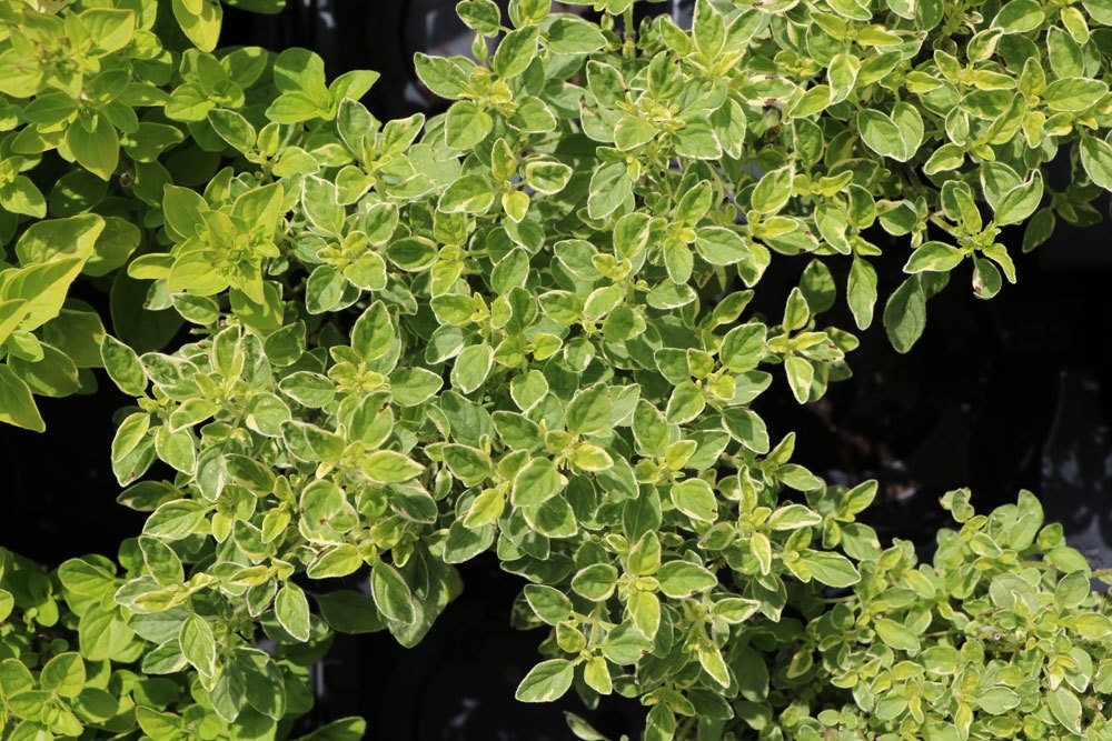 Origanum majorana, Majoran