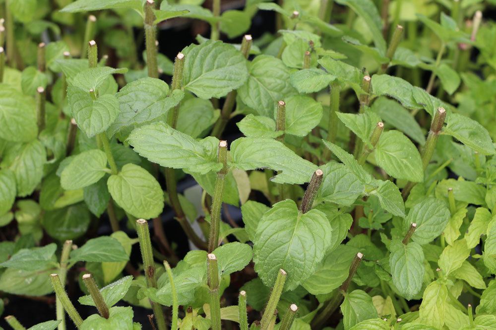 Mentha piperita, Pfefferminze