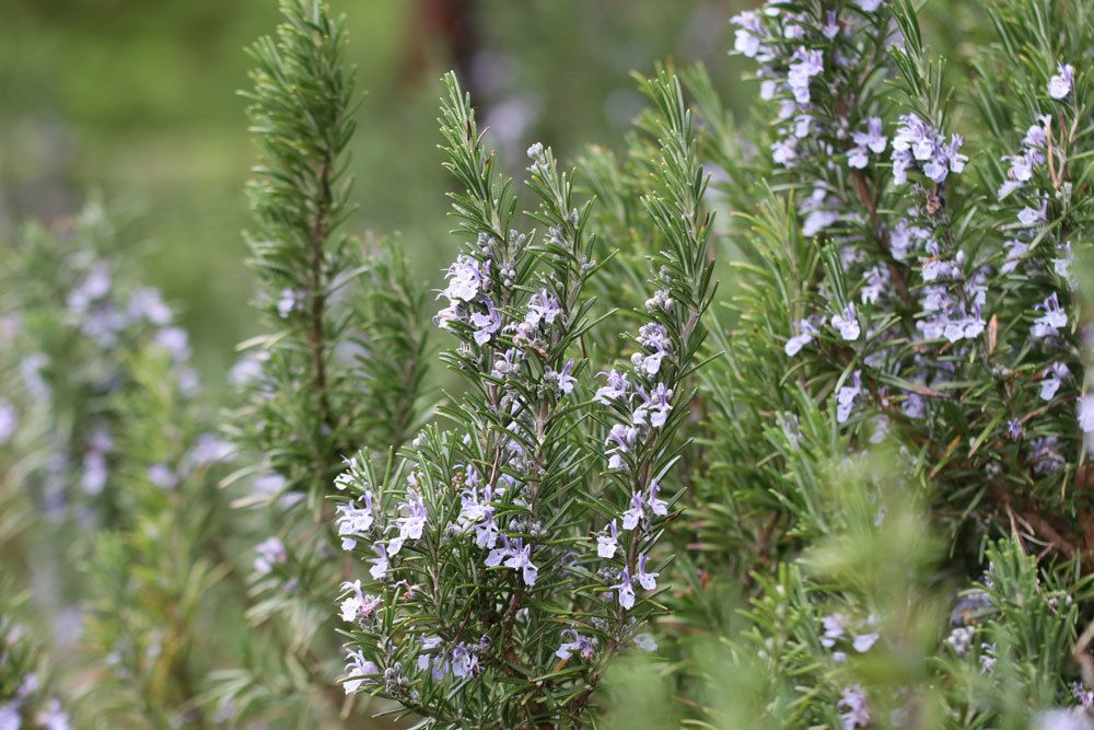 Rosmarinus officinalis, Rosmarin