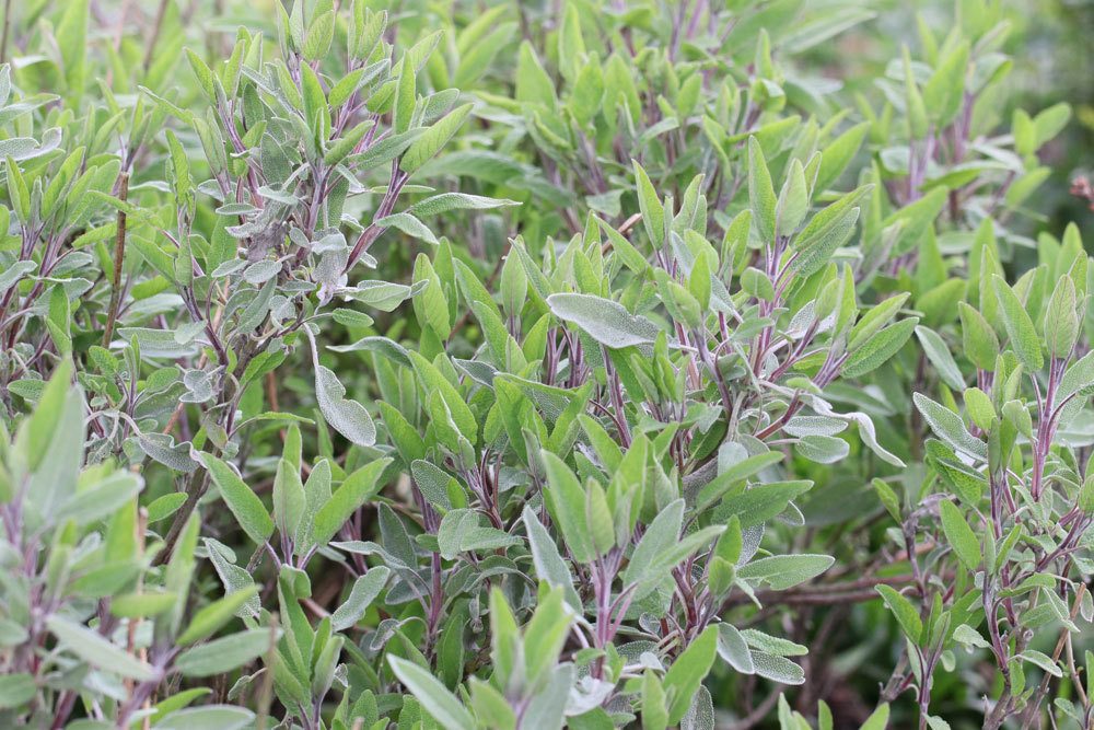 Salvia officinalis, Echter Salbei