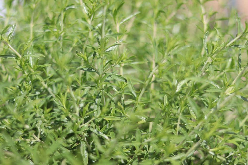 Thymus serpyllum, Sand-Thymian