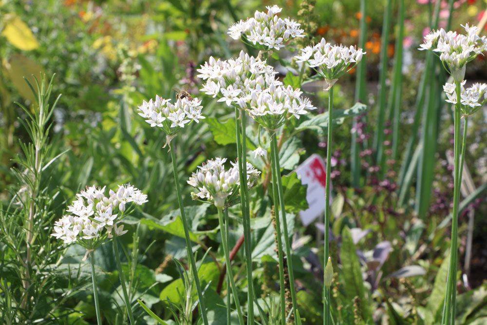 Allium tuberosum, Knoblauch-Schnittlauch, Schnittknoblauch