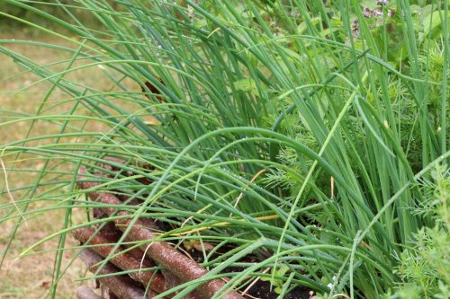 Allium schoenoprasum, Schnittlauch