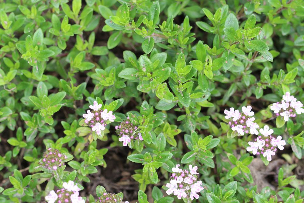 Thymus vulgaris, Thymian