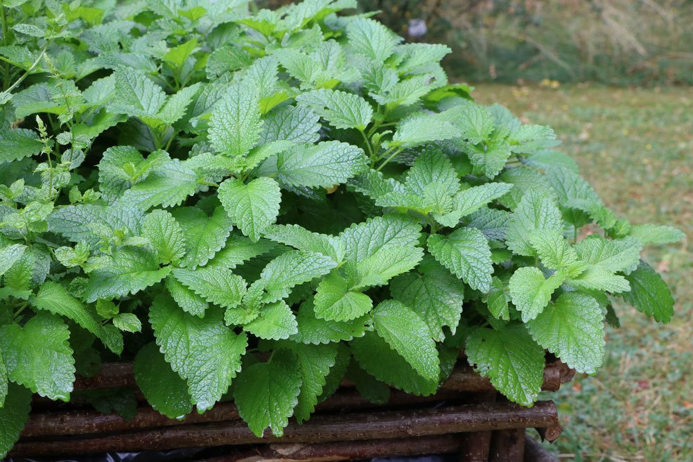 Melissa officinalis, Zitronenmelisse