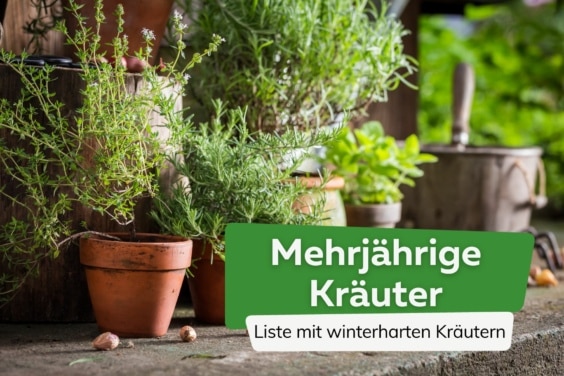 Mehrjährige Kräuter Liste winterharte Kräuter Titel