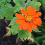 Mexikanische Sonnenblume, Tithonia rotundifolia