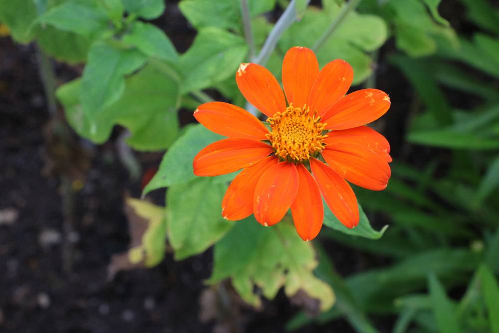 Mexikanische Sonnenblume, Tithonia rotundifolia