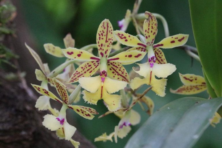 Orchidee zum Blühen bringen