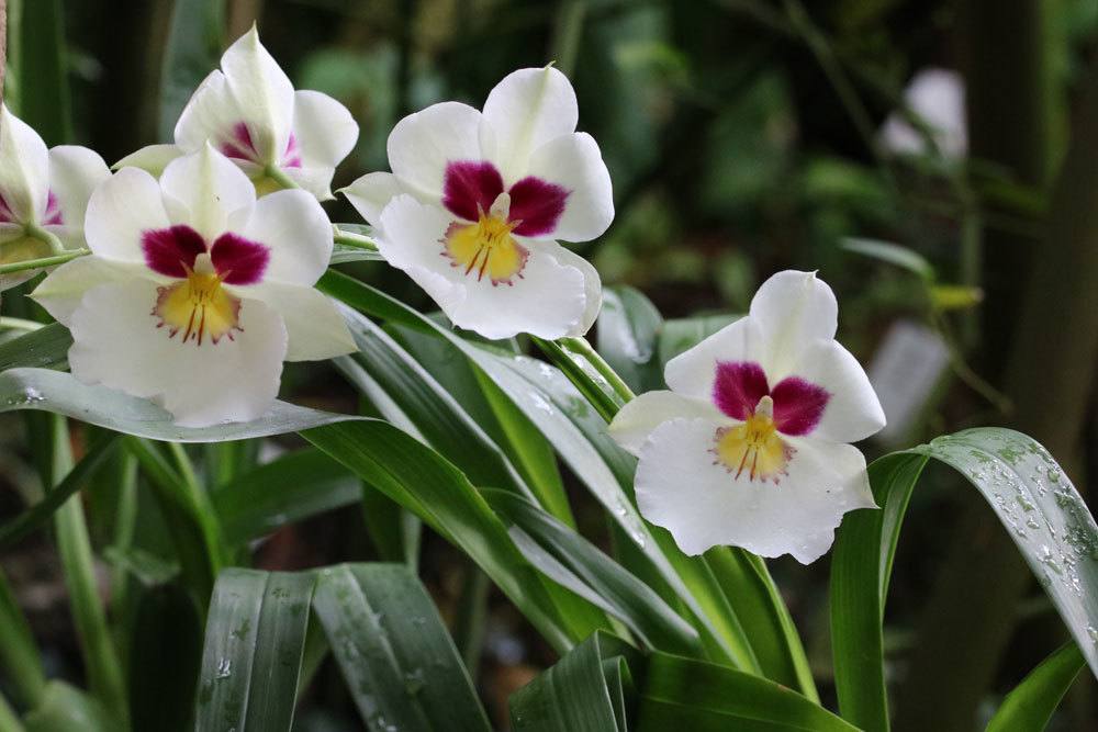 Orchidee braucht auch eine Ruhephase vor der nächsten Blüte