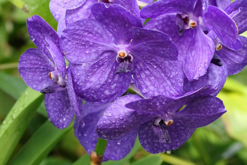 Orchidee mit wunderschönen lila Blüten