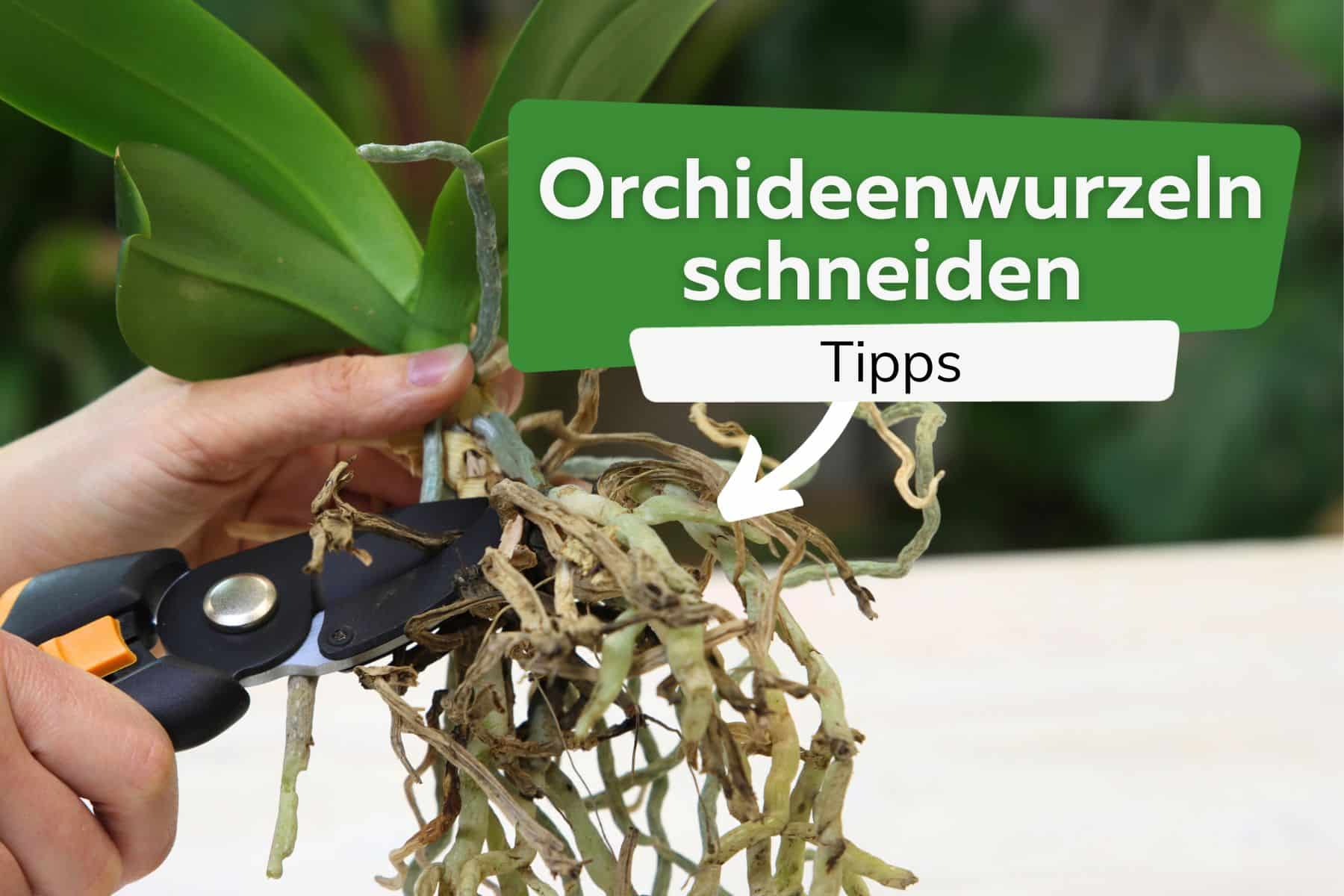 Orchideenwurzeln schneiden Titel