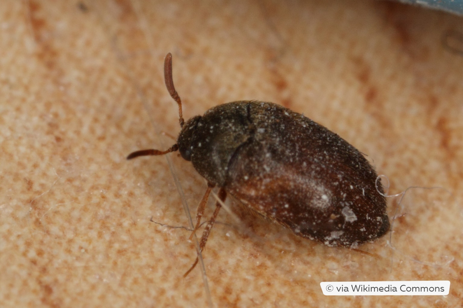 Kleine Käfer Im Zimmer