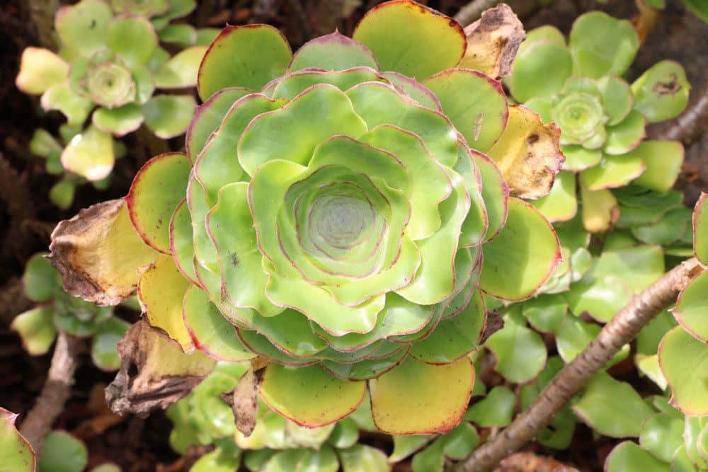 Aeonium undulatum, Dickblattgewächs, mit gelben Blättern